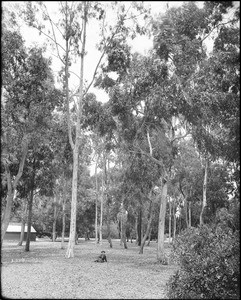 View of a eucalyptus grove showing eucalyptus gunnii (at right) and Eucalyptus tereticornis (at left), ca.1900
