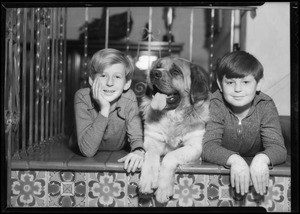 St. Bernard dog, Southern California, 1935