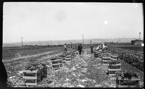 Workers packing celery in Playa Del Rey, 1925