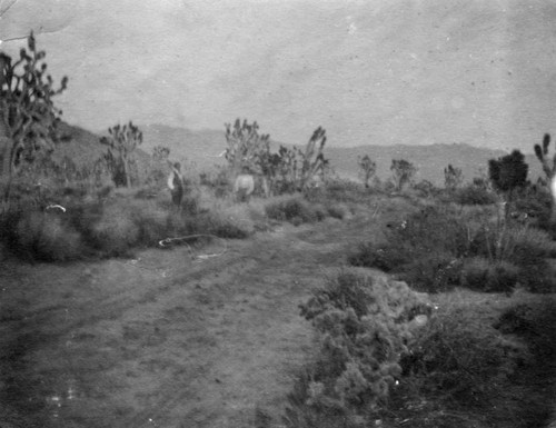 Road near Laguna Beach, 1912
