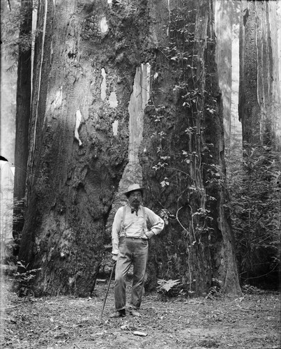 Man, identified as Paul, standing in front of rotting tree, Bohemian Grove. [negative]