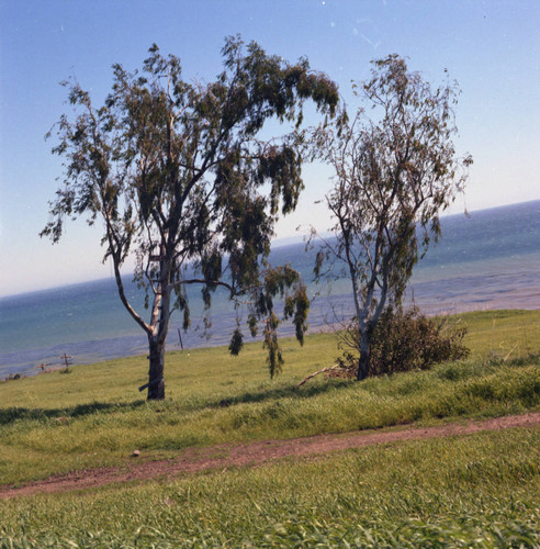 Coastal trees near Pepperdine University's Malibu campus, circa 1969