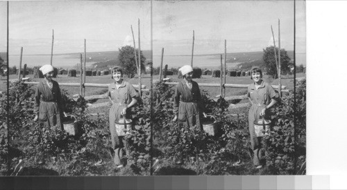 Berry pickers Abour l. Siljan. Rättvik, Sweden