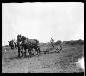 Three horses pulling a plow on a celery field in Playa Del Rey, 1925