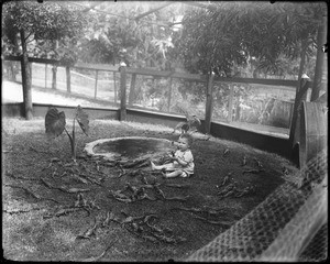 A baby playing with young alligators at an alligator farm (possibly the California Alligator Farm, Los Angeles), ca.1900