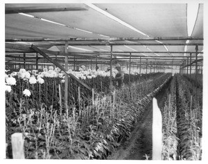 "Japanese picking chrysanthemums on the farm owned by Genichi Hirata in Montebello."--caption on photograph