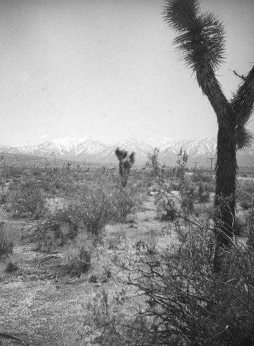 Joshua trees and mountains, Mojave Desert