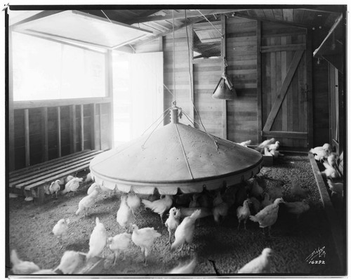 P2 - Poultry - Electric brooder at "Mr. Sorensen's" ranch
