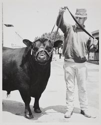 Champion Angus bull, Open Division at the Sonoma County Fair, Santa Rosa, California