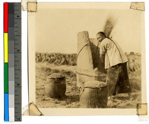 Man working in grain field, China, ca.1913-1923