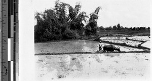 Man and ox plowing a field, Philippines, ca. 1920-1940