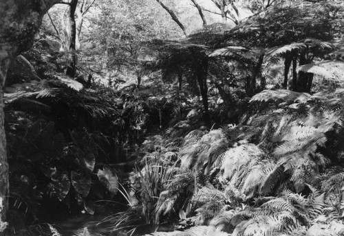 Postcard view of Fern Dell