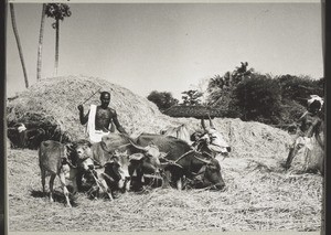India, Nr. Madras: Threshing by bullocks. To tresh the rice, a line of bullocks are driven round and round on the rice laid out on the threshing floor