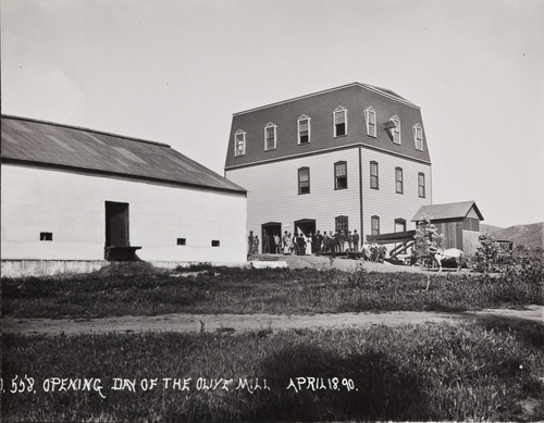 B.F. Conaway photograph of Opening Day of the Olive Mill