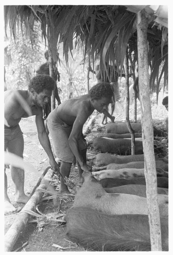 Men tying out pigs for taualea, feasting shelter, ritual