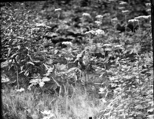 Deer, Mule Deer fawns in Cow Parsley, Round Meadow