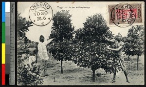 Coffee plantation, Togo, ca. 1920-1940