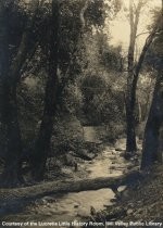 Creek scene in Muir Woods, date unknown