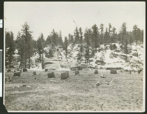 Field of cleared trees, showing stumps in front of a rocky hillside full of boulders