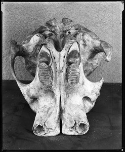 Upper jaw of an elephant skull, ca.1920