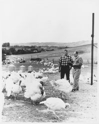 Inspecting a flock of turkeys