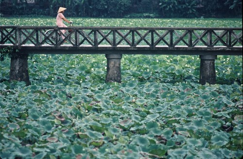Lotus pond in Old Hue, Thua Thien-Hue Province