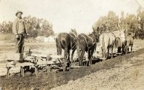 Antonio Leandro with horses and plow