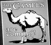 The Camels are coming!