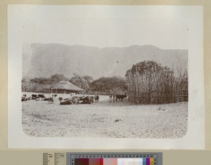 Cattle Kraal, Lake Malawi, ca.1900