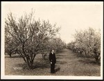 P. D. Bane's 40 acre almond orchard