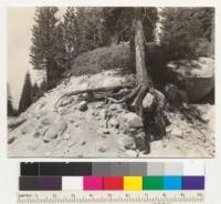 White fir (12" tree). (Abies concolor) root system exposed by highway building cut. Roots over granite rocks. Between Pyramid Creek and 35-mile Public Camp Ground. Creek off to right. Placerville road to Tahoe. 7-9-41. E.F