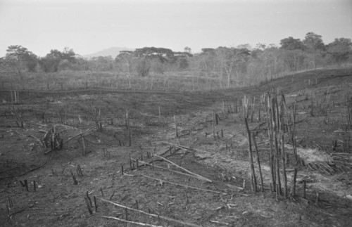 Farmlands, San Basiio del Palenque, Colombia, 1977