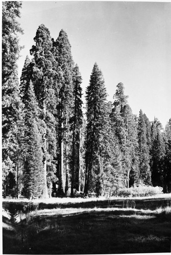 Misc. Meadows, Round Meadow, Giant Sequoias