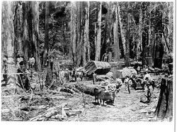 Guerne and Murphy logging teams, Guerneville, California, 1875