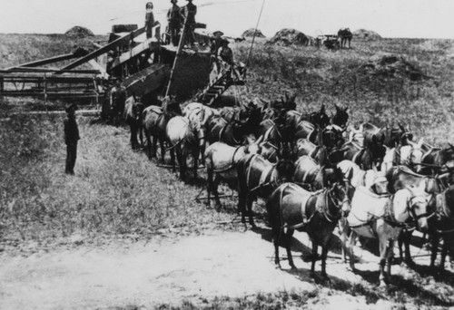 Team of twenty horses & mules pulling combine about 1900