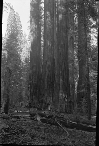 Redwood Mountain Grove, Giant Sequoia, Individual unidentified