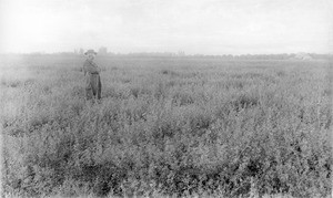 Man standing in an alfafa field, ca.1900