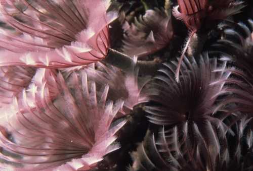 Feather duster worms, which are polychaete worms