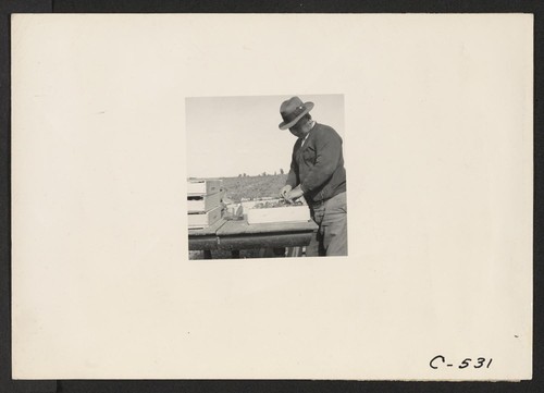Florin, Calif.--Strawberry truck farmer who came to the United States from Japan in 1902, is seen packing strawberries on his farm a few days before evacuation. He has six American born children, with one son serving in the United States Army at Camp Robinson. Photographer: Lange, Dorothea Florin, California