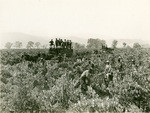 Picking grapes, Rutherford, Napa County, Calif., 7796