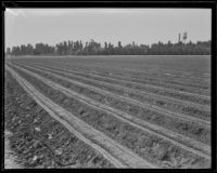 Plowed field at the Los Angeles County Farm, Downey, 192-1939