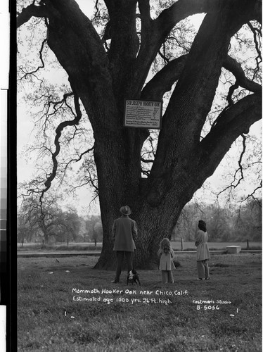 Mammoth Hooker Oak near Chico, Calif. Estimated age 1000 yrs. 96 ft. high