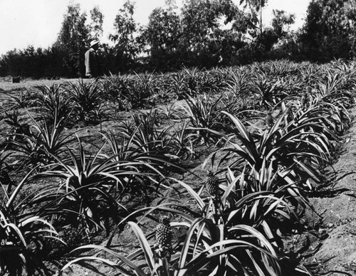 Pineapple plantation in Hollywood