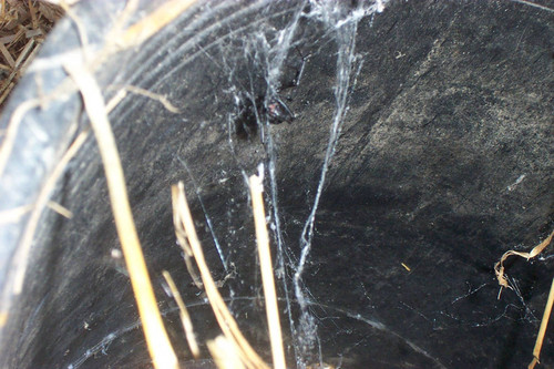 Black widow spider in bucket