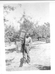 Will Roberts carrying an orchard ladder in Ivan Roberts' orchards
