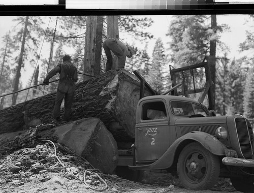 Humbug Logging