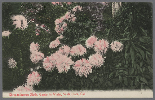 Postcard, Chrysanthemum, Santa Clara Winter Garden, ca. 1900