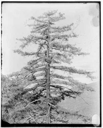 A Sugar Pine Tree found along the flumeline at Mill Creek #2 Hydro Plant and Mill Creek #3 Hydro Plant