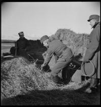 Soldiers: Road to Heinola. Soldiers stacking hay