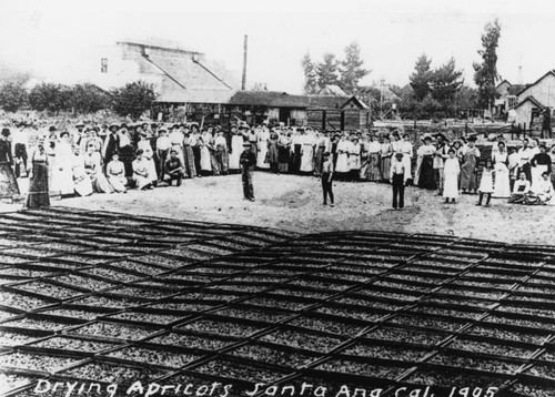 Drying apricots in 1905